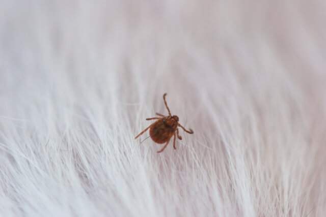 業者に依頼するのが一番