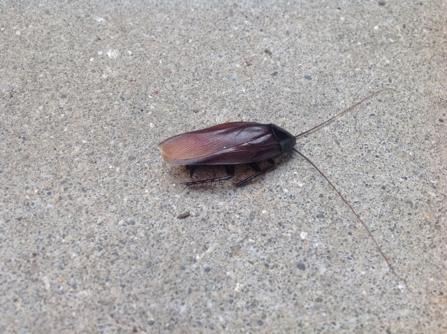 ゴミ屋敷の隣人は大変