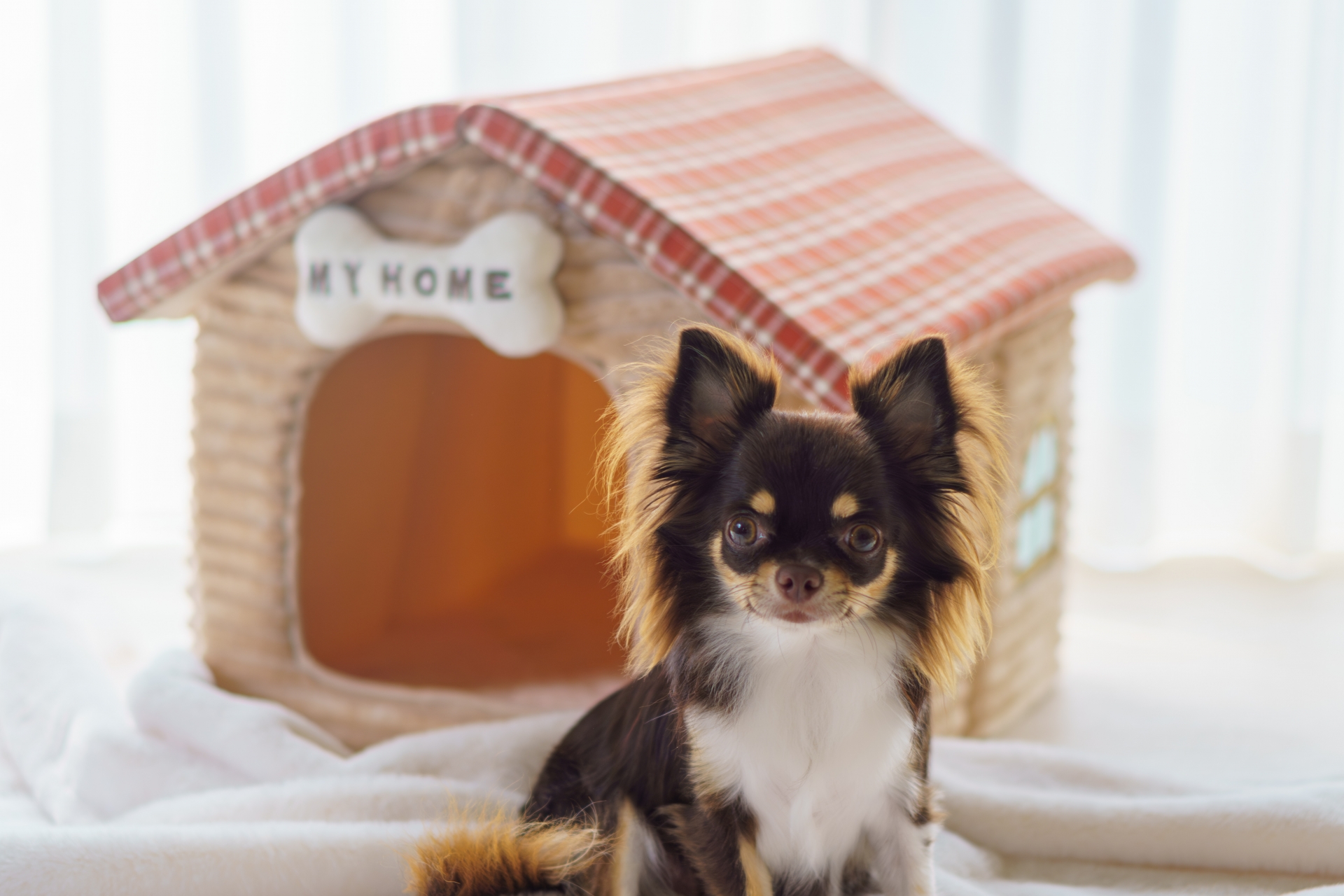 犬小屋の正しい捨て方とは