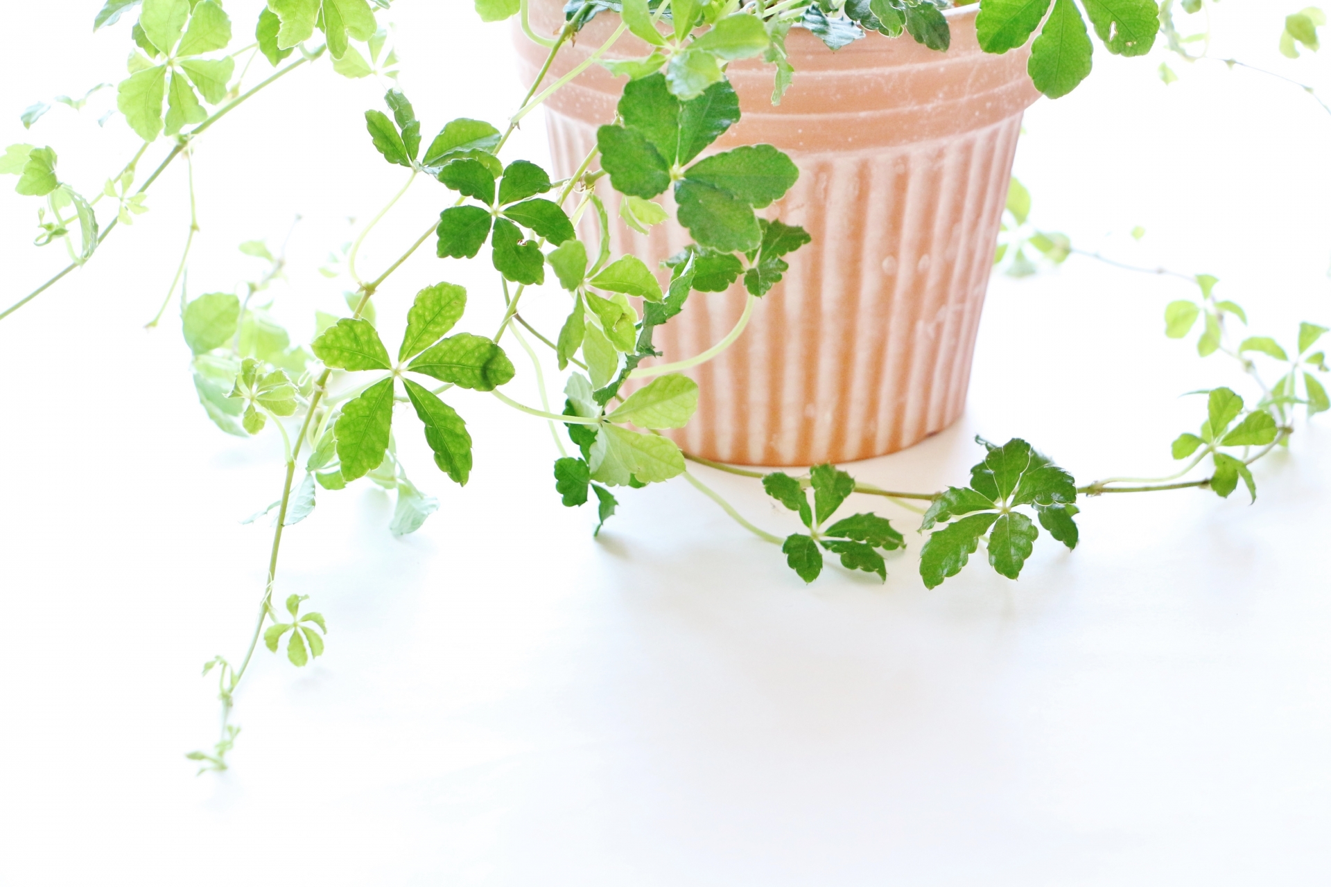 観葉植物の捨て方とは